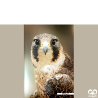 راسته شاهین سانان Falconiformes